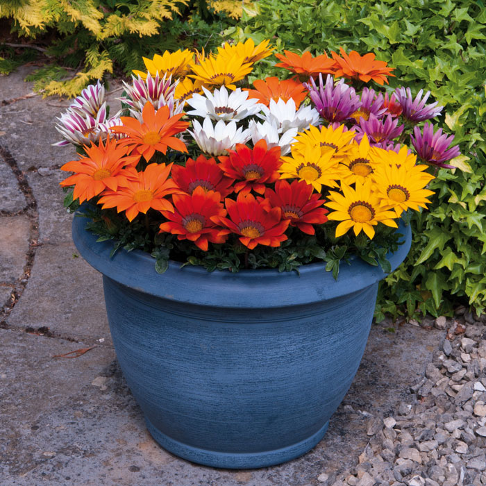Wholesale Bedding Plants Enhance Your Landscape with Bulk Savings