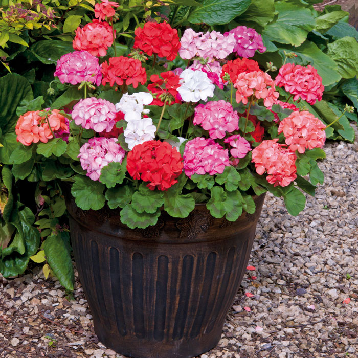 Wholesale Bedding Plants Enhance Your Landscape with Bulk Savings