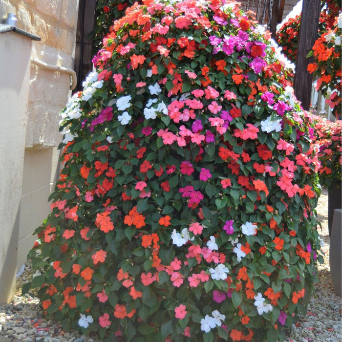 Wholesale Bedding Plants Enhance Your Landscape with Bulk Savings