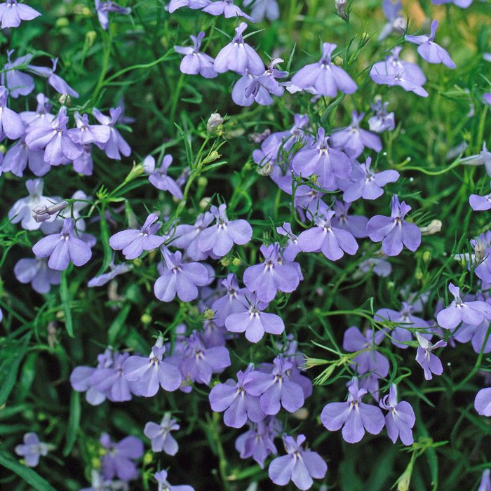 Wholesale Bedding Plants Enhance Your Landscape with Bulk Savings