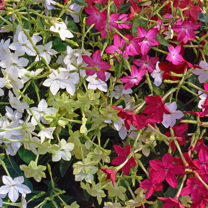 Wholesale Bedding Plants Enhance Your Landscape with Bulk Savings