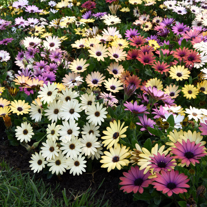 Wholesale Bedding Plants Enhance Your Landscape with Bulk Savings