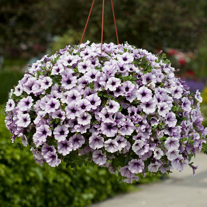 Wholesale Bedding Plants Enhance Your Landscape with Bulk Savings