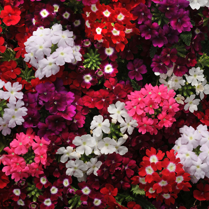 Wholesale Bedding Plants Enhance Your Landscape with Bulk Savings
